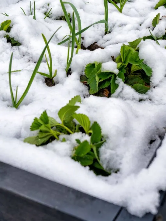 protect raised garden beds in winter
