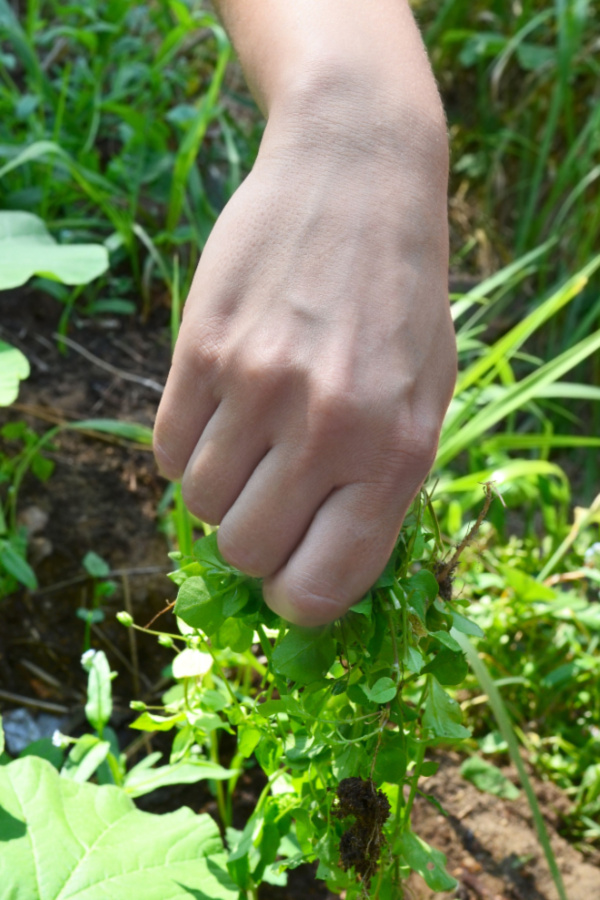 pulling weeds