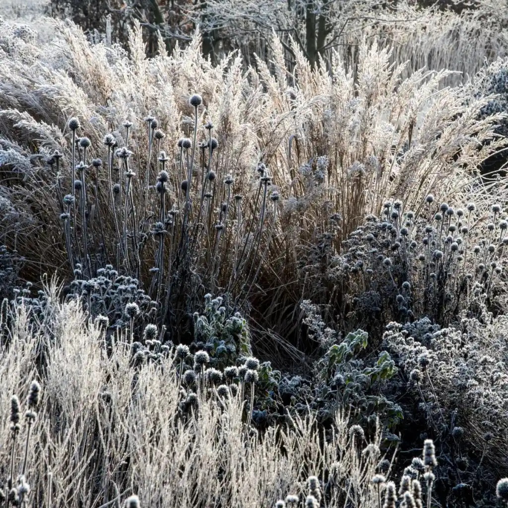 leaves up ornamental grasses in winter