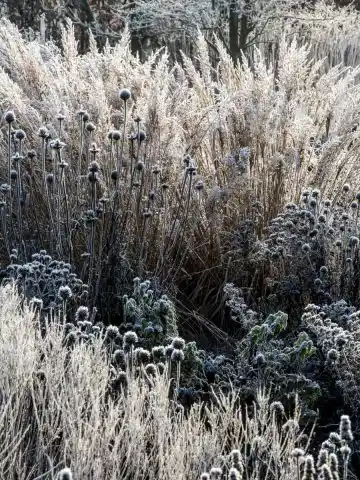 leaves up ornamental grasses in winter