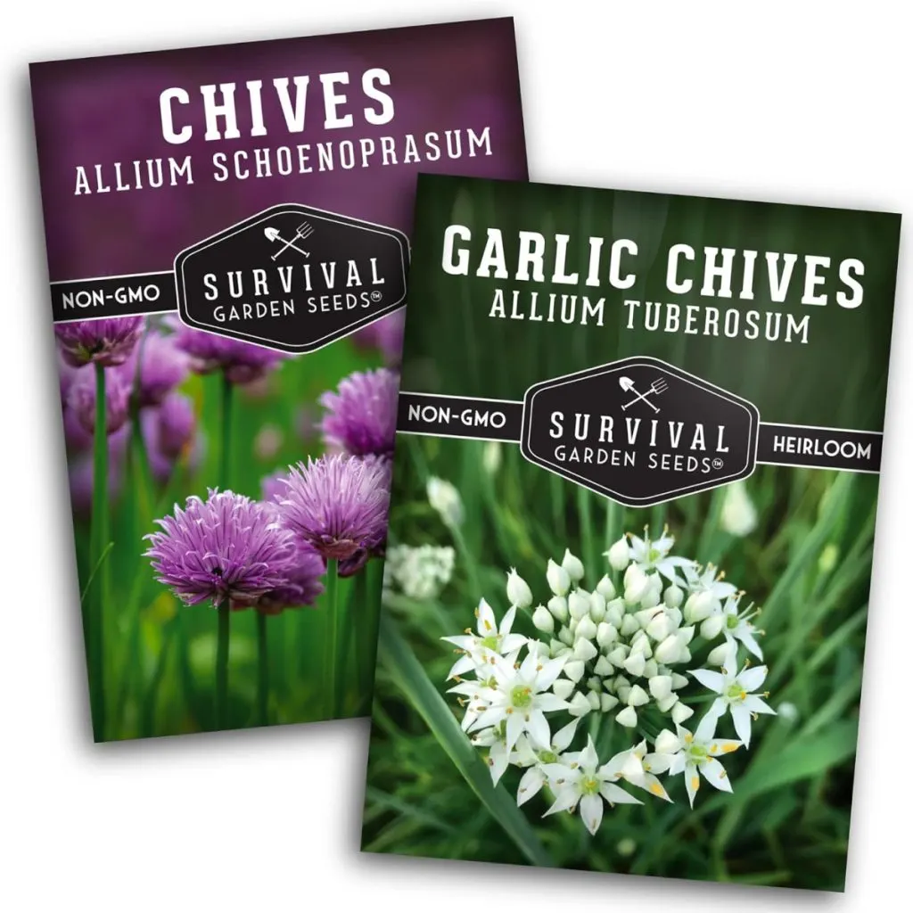 chive seed  - herbs to grow indoors in winter