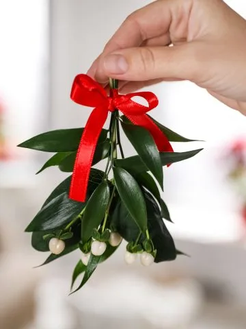 the secret of mistletoe