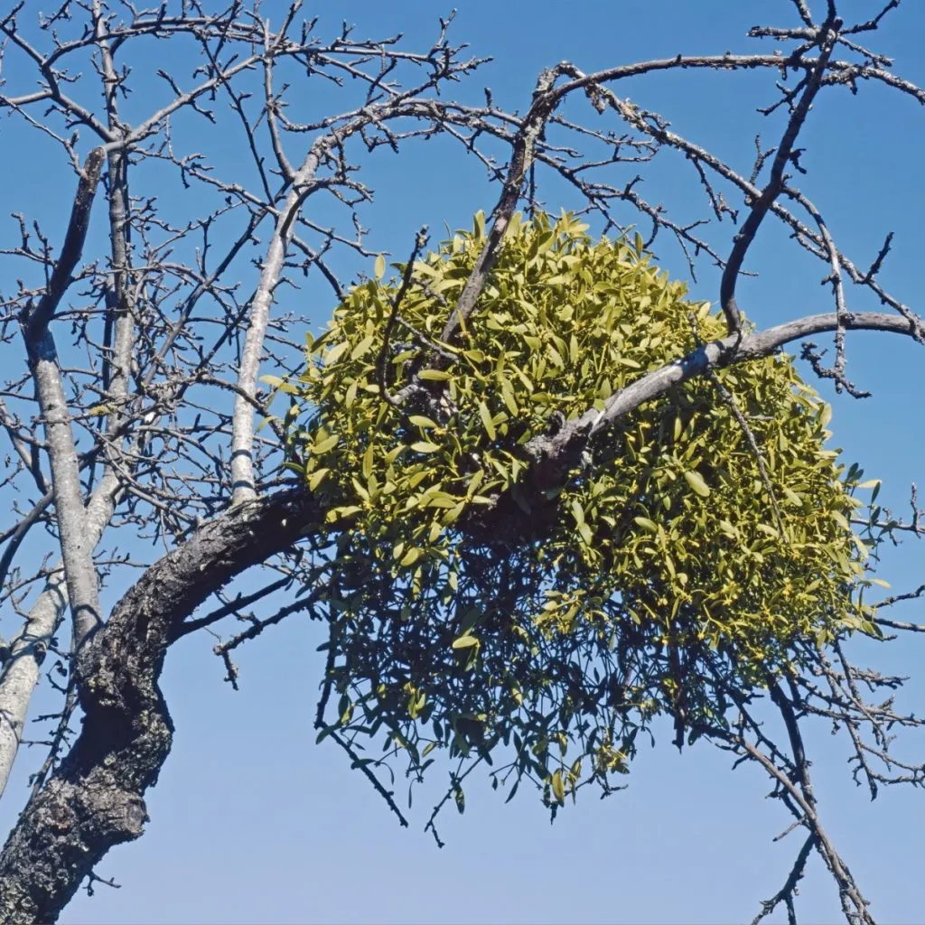 mistletoe in a tree - winter