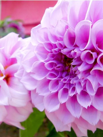 annual flowers from seed