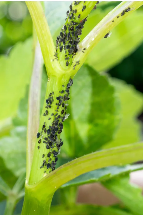 aphids on houseplants get rid of