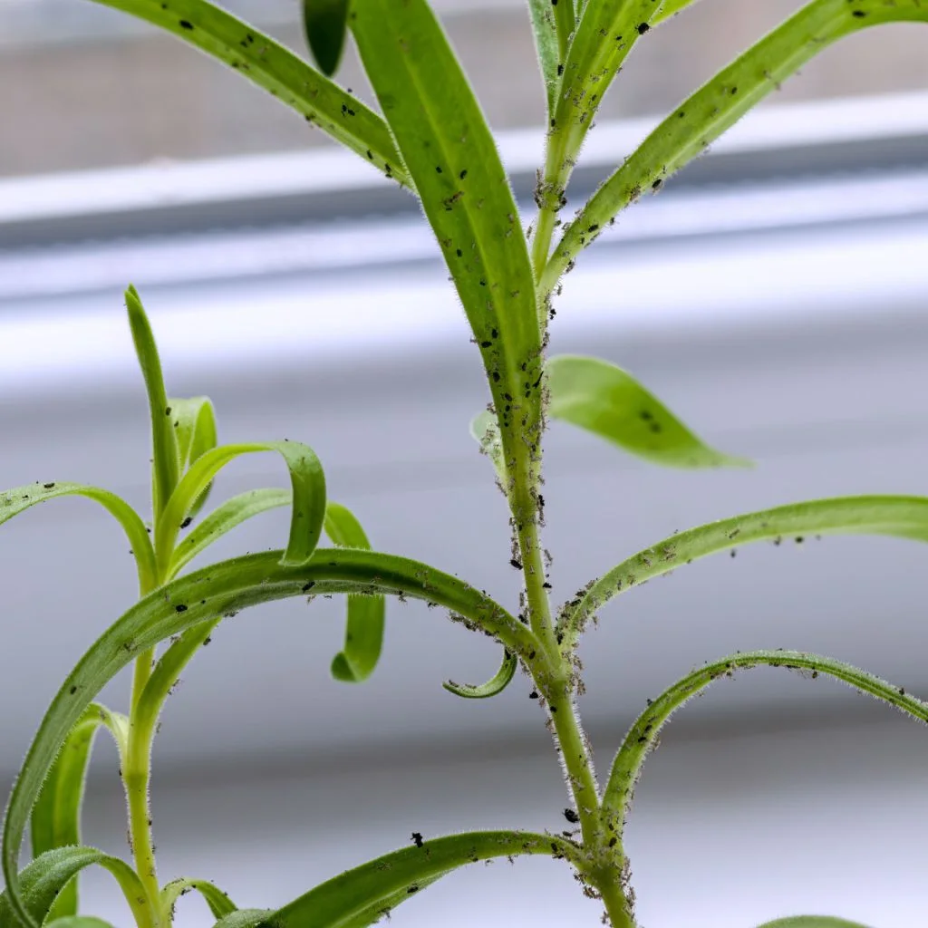 get rid of aphids on houseplants
