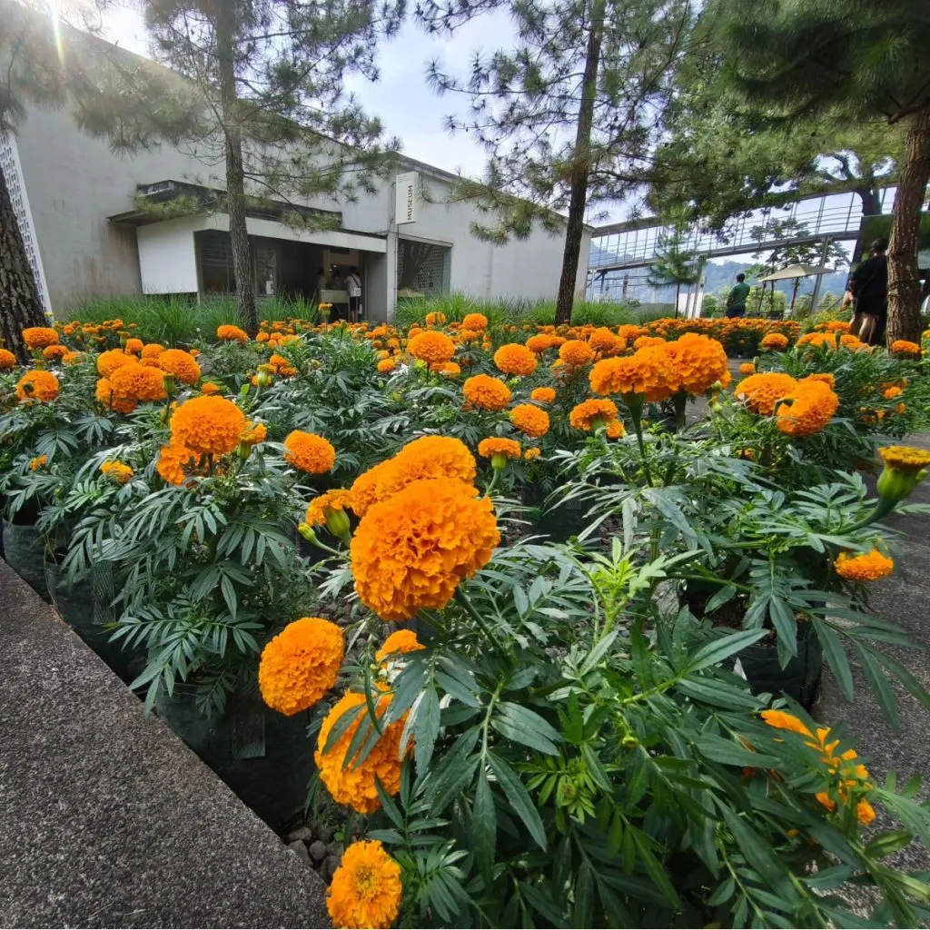 best marigolds
