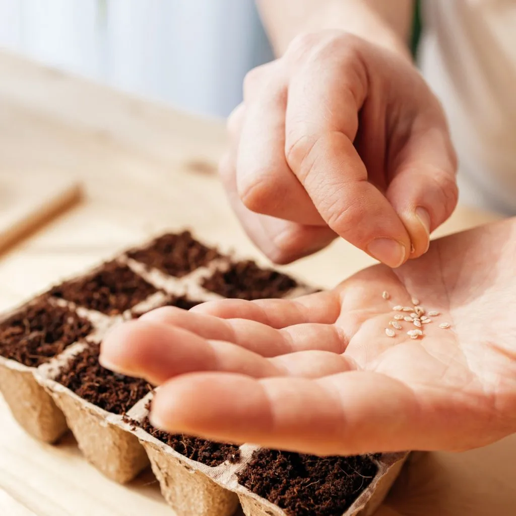 perfect time to start tomato seeds inside