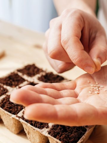 perfect time to start tomato seeds inside