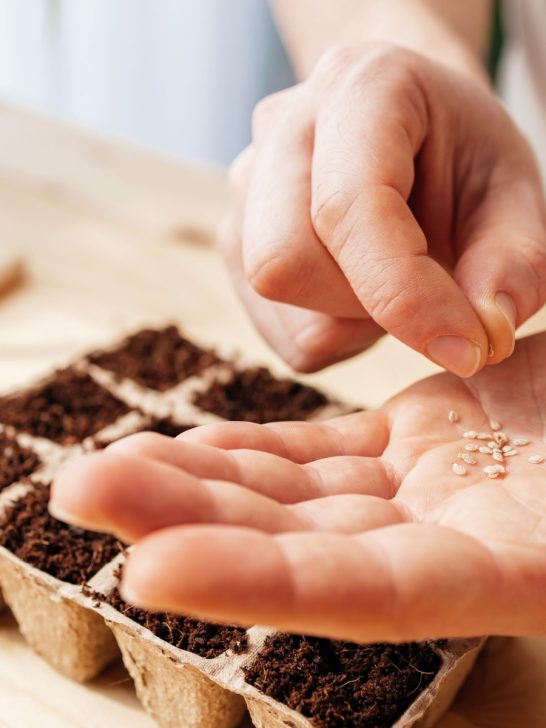 perfect time to start tomato seeds inside