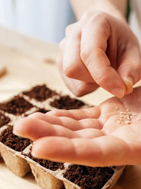 perfect time to start tomato seeds inside