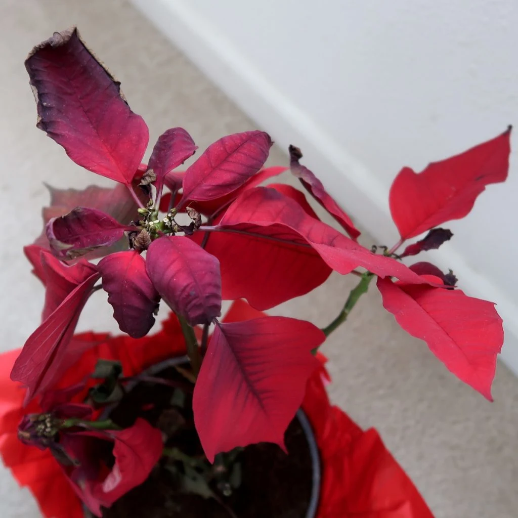 poinsettias after they finish blooming