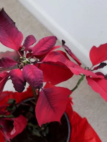 poinsettia after bloom