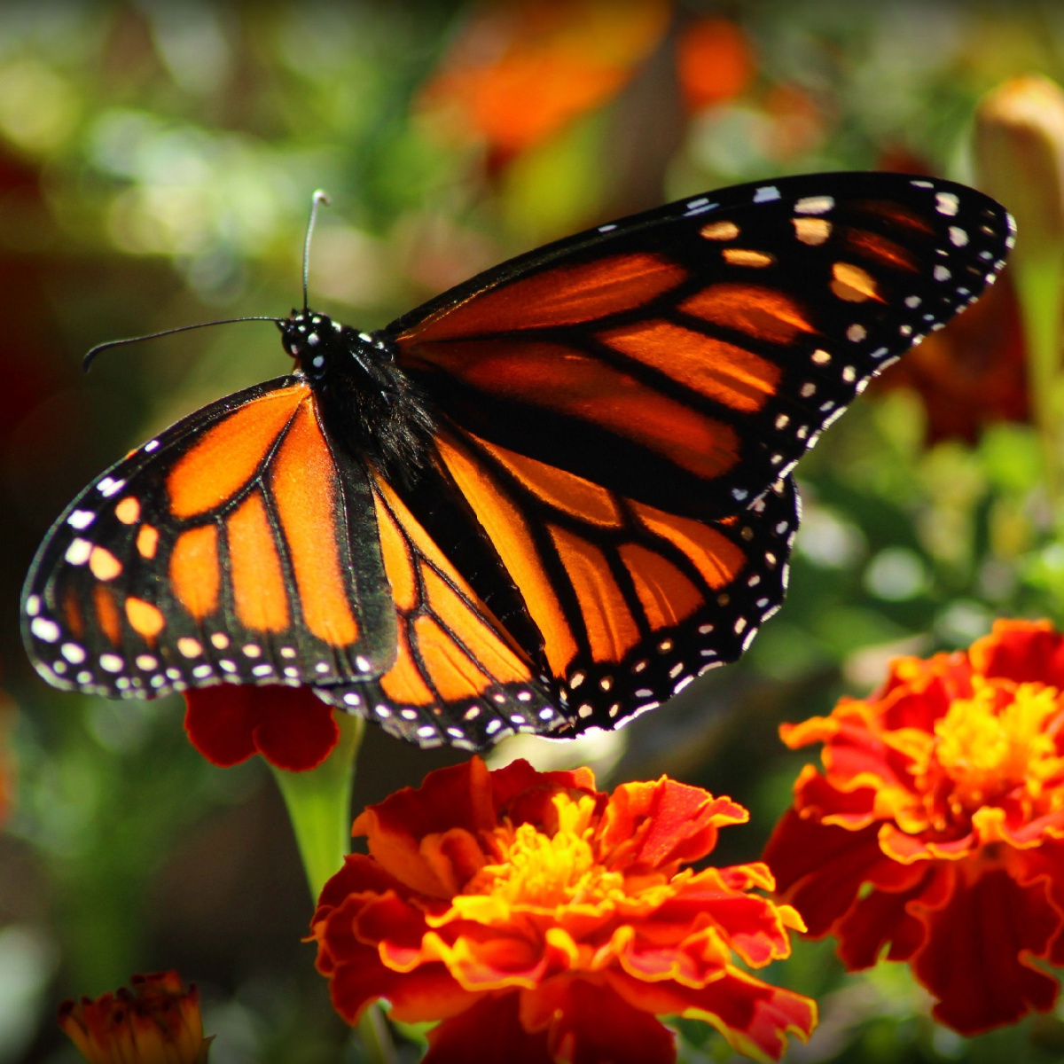 best marigolds