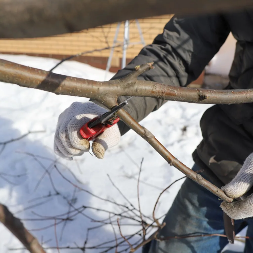 winter prune apple trees
