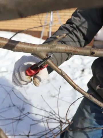 winter prune apple trees