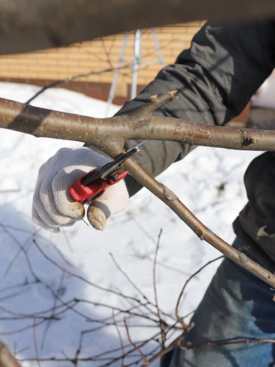 winter prune apple trees