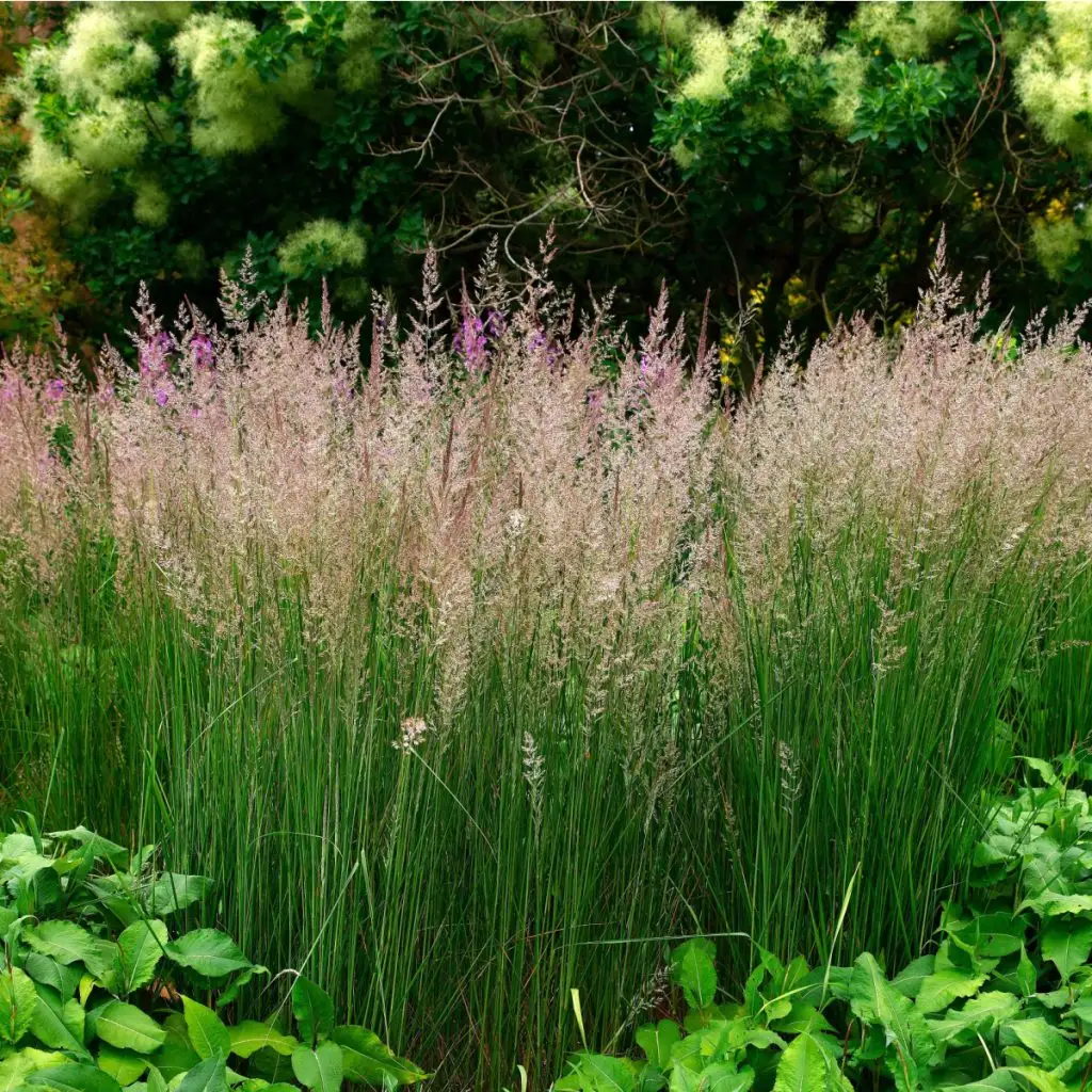 Karl Foerster Feather Reed Grass