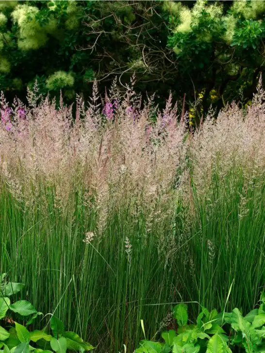 Karl Foerster Feather Reed Grass