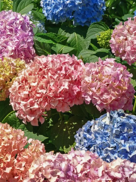 make hydrangeas bloom in a different color