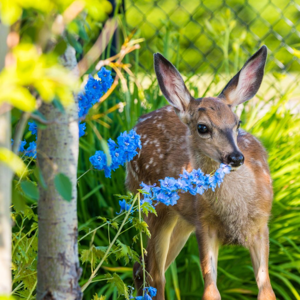 annual flowers deer won't eat