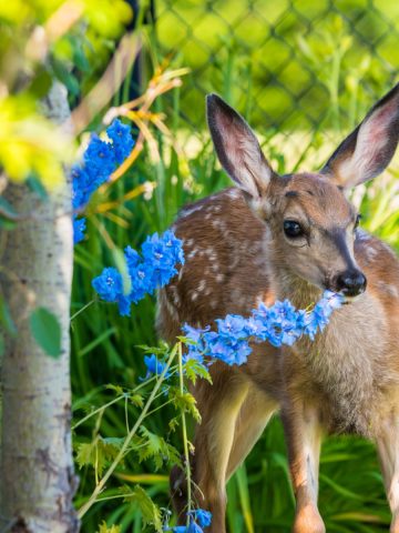 annual flowers deer won't eat