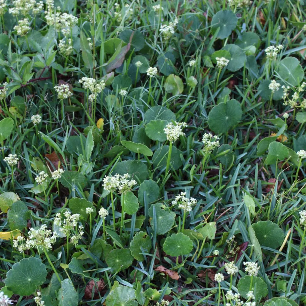 eliminate dollarweed