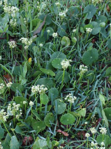 eliminate dollarweed