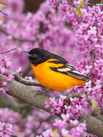 orioles in your yard