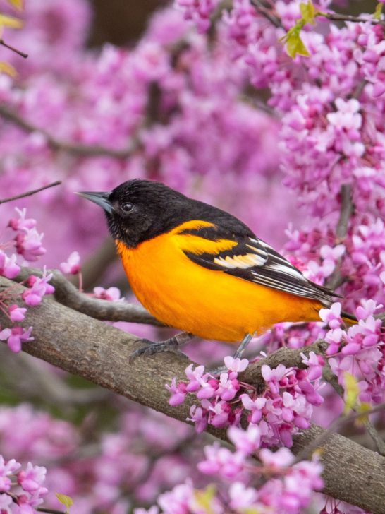 orioles in your yard