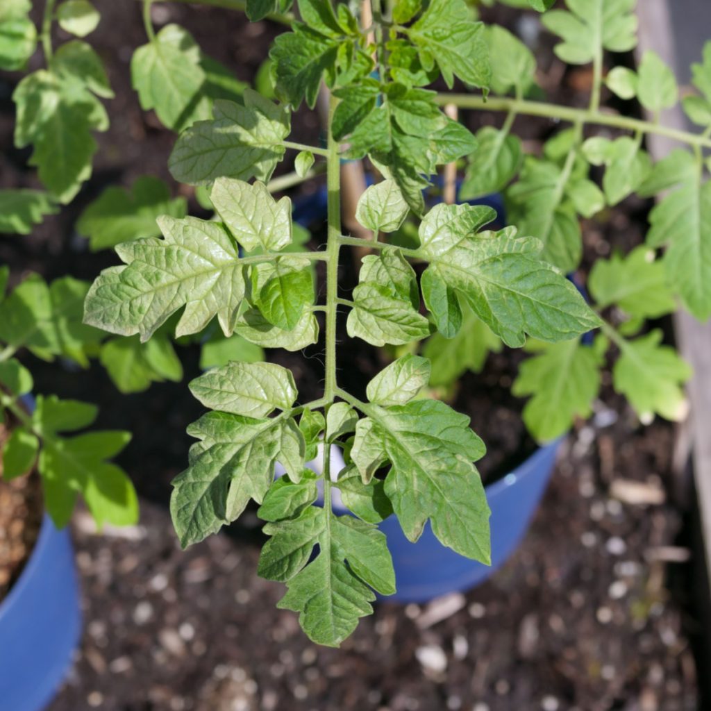 harden plants off outdoors correctly