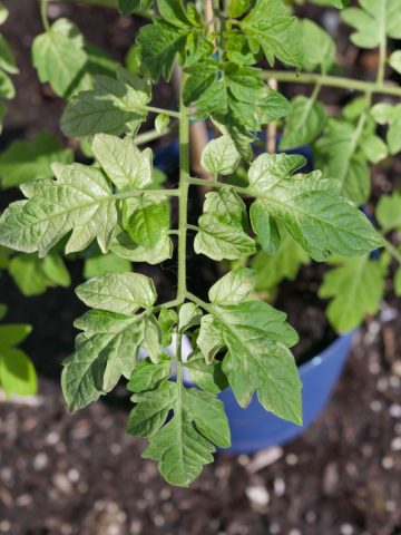 harden plants off outdoors correctly