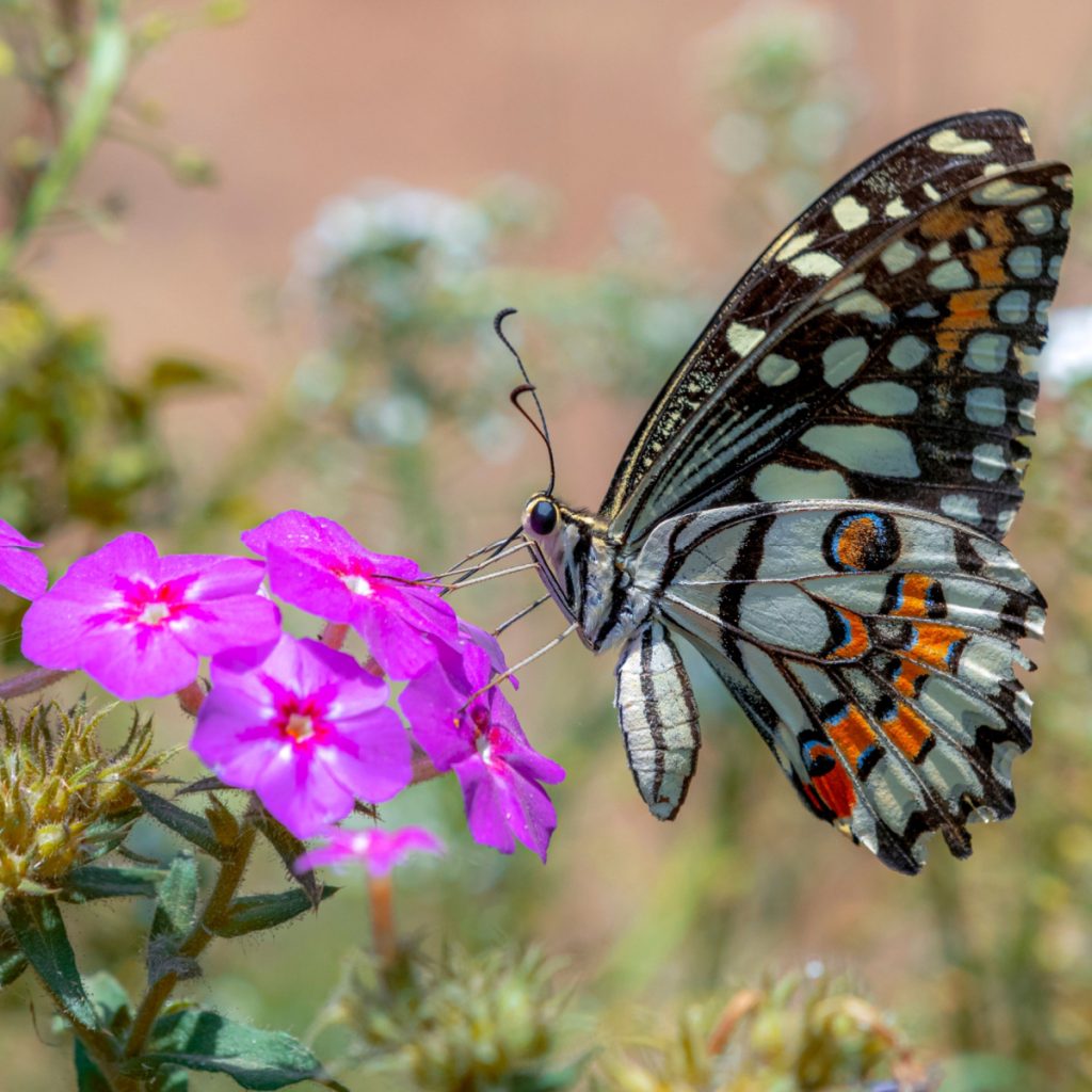 pollinator garden
