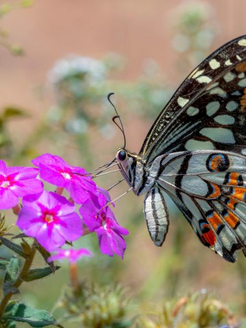 pollinator garden