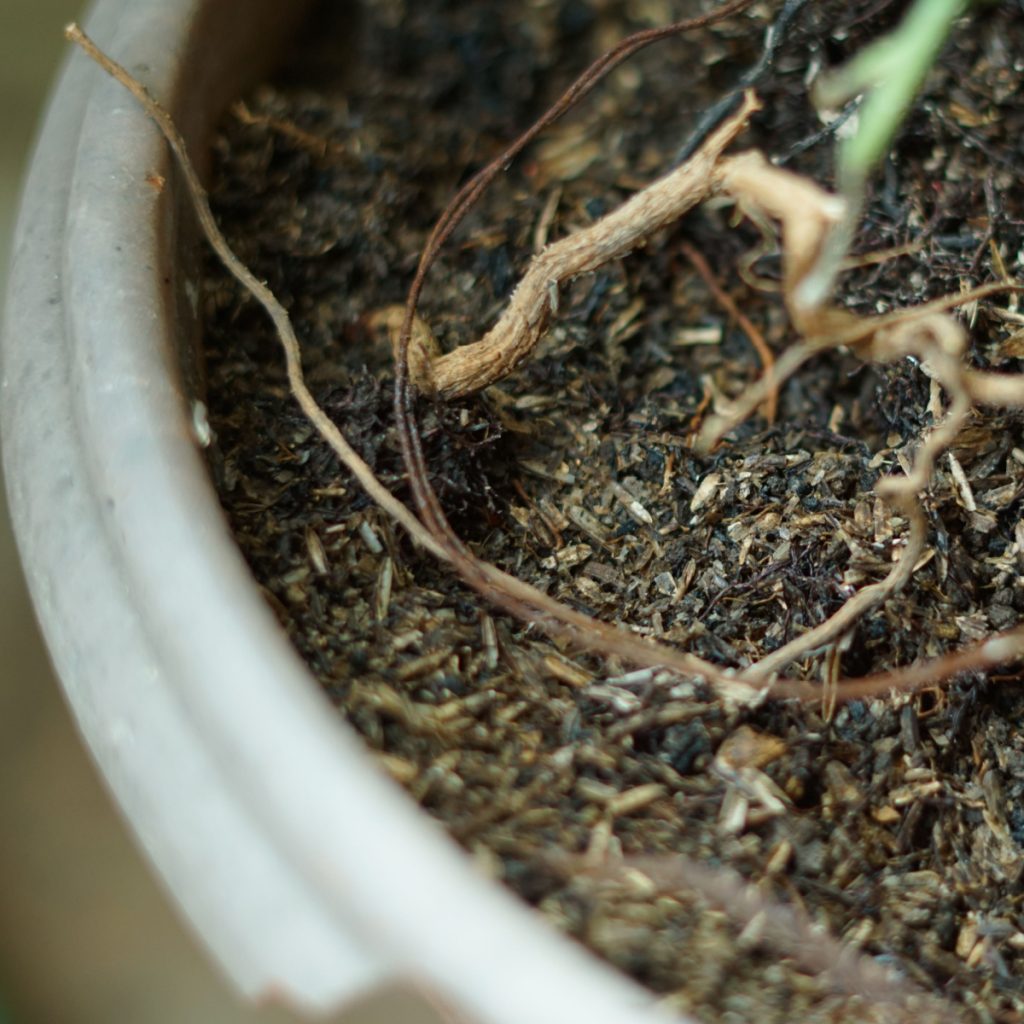 reuse potting soil