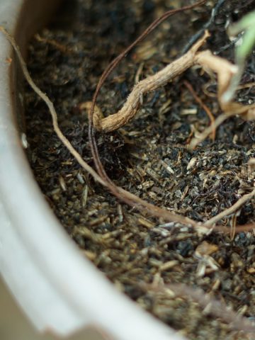 reuse potting soil