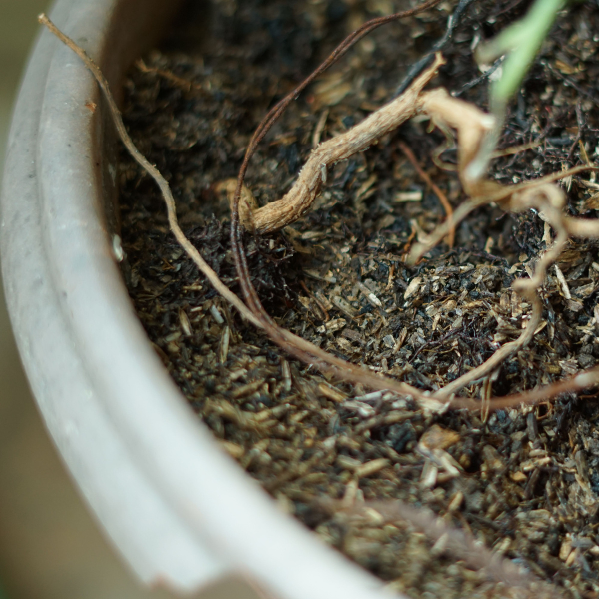 How To Reuse Last Year's Potting Soil - And Make It Even Better!