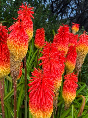 torch lilly