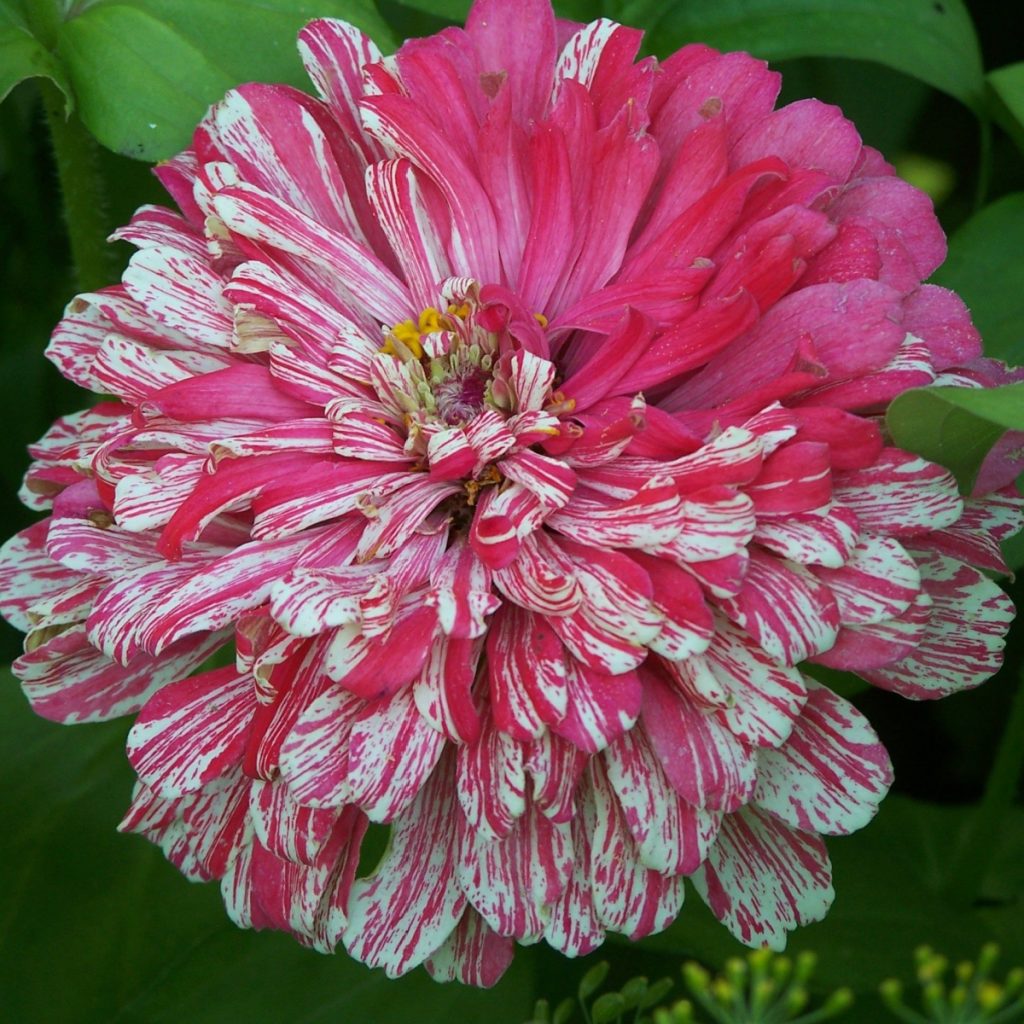 annuals deer won't eat - zinnias