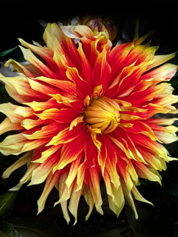 dahlias in the spring