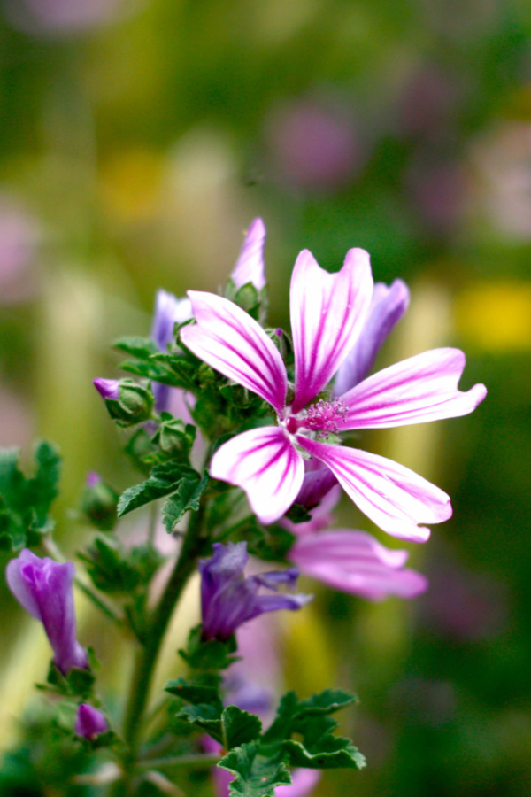 buds of phlox