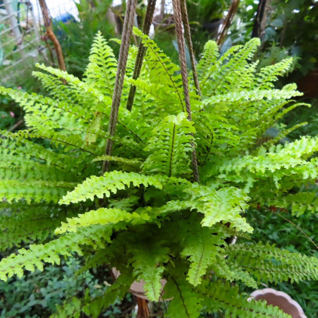 ferns