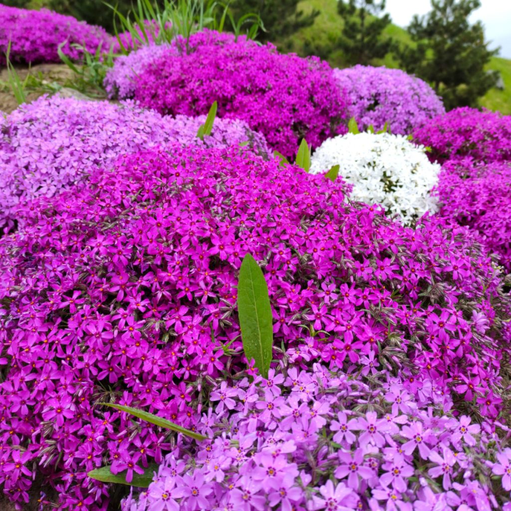fertilize phlox early spring
