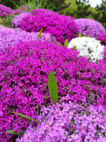 fertilize phlox early spring