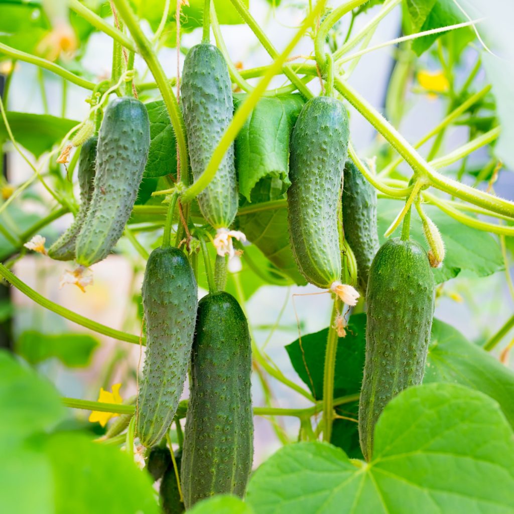best way to grow cucumbers in pots