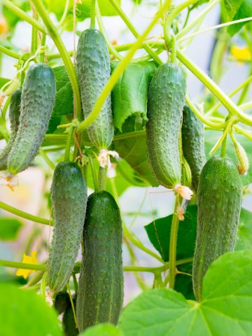 best way to grow cucumbers in pots