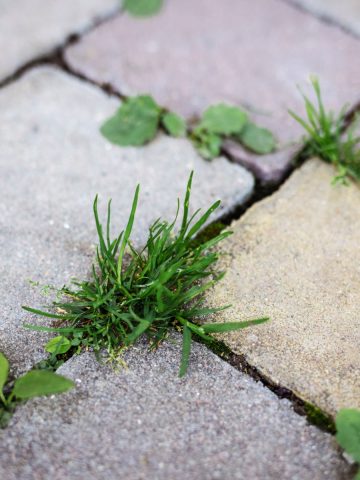 kill weeds in driveways