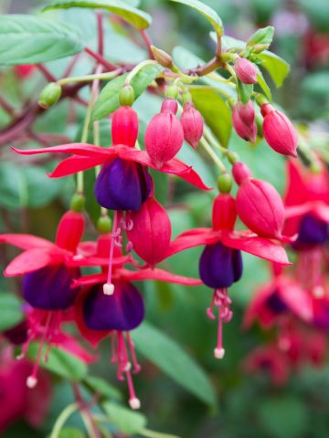 shade loving hanging basket flowers