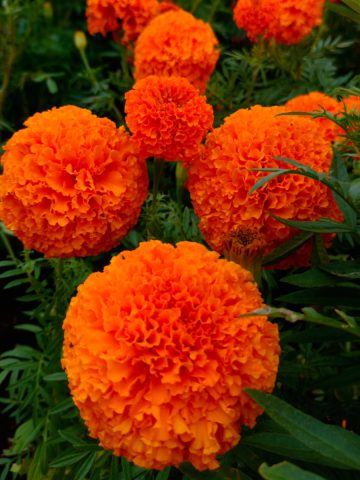 best fertilizer for marigolds