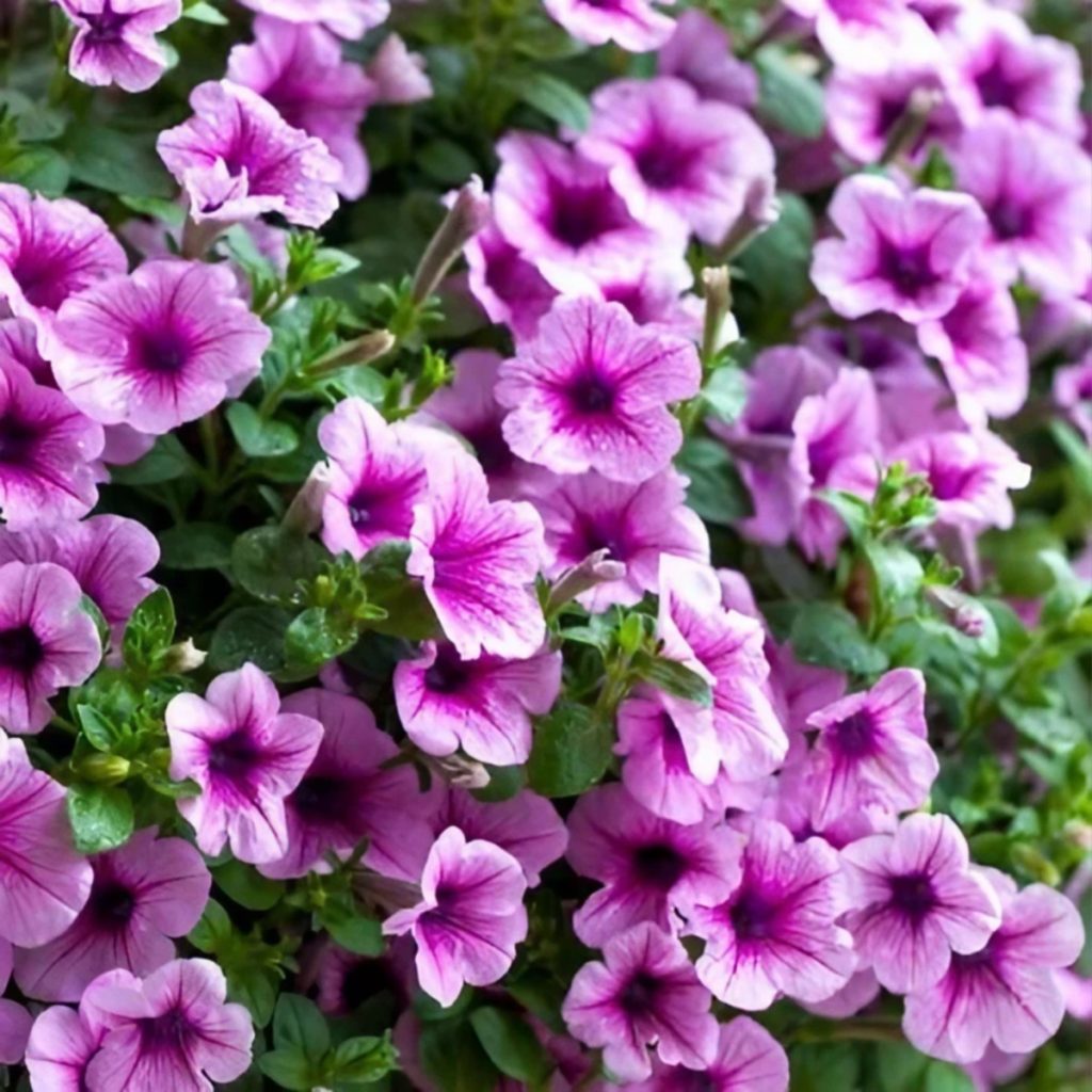 best way to fertilize petunias